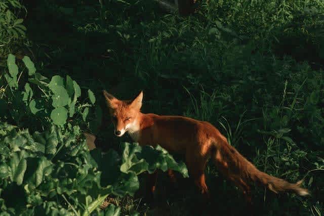 Fox