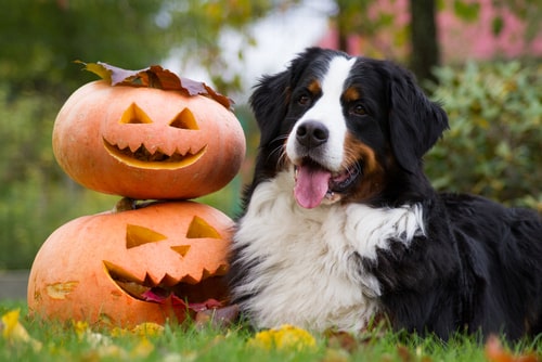 Dog with carved pumpkins