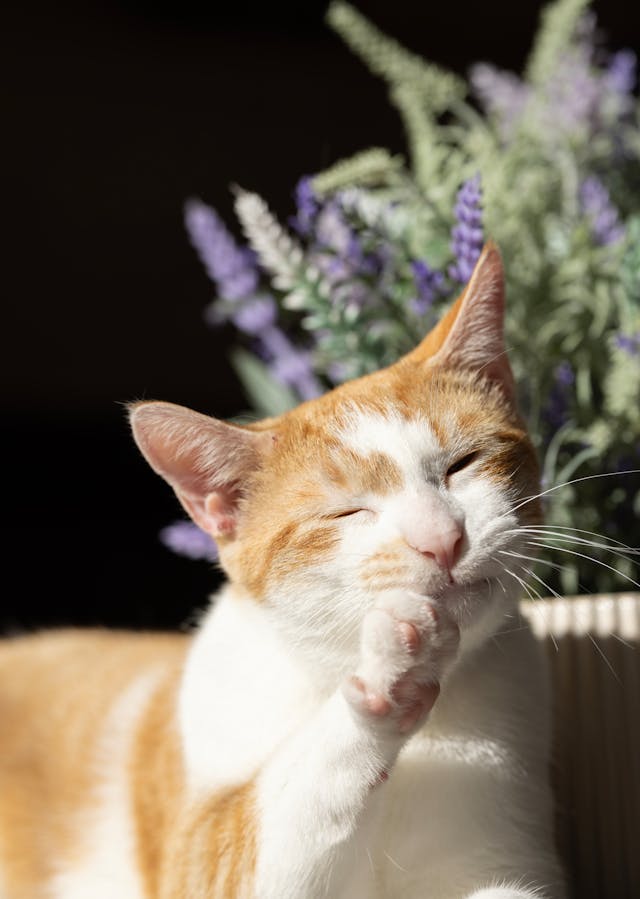 International Cat Day