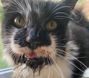 Drooling and mouth breathing are common signs of heat stroke in cats