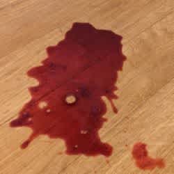 Dog sick with blood