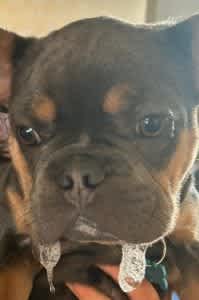 Dog with excessive drooling