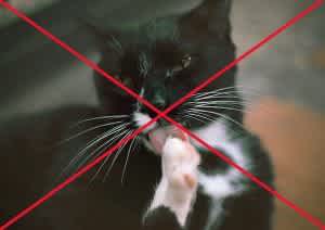 Stop licking wounds