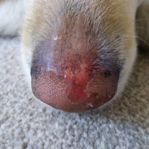 Graze wound on nose