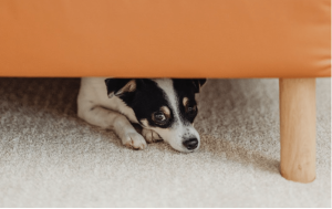 Dogs and Fireworks - Keeping Your Dog Calm