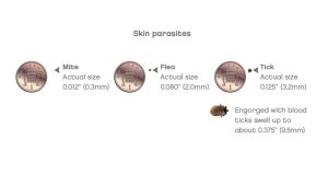 skin parasites