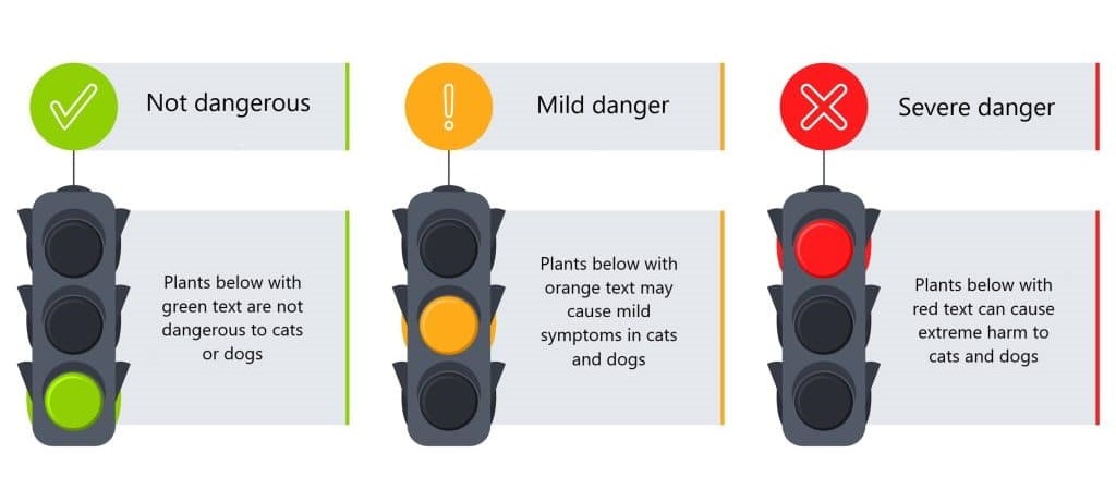 Plants that are poisonous to pets