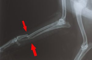 Broken bones in dogs
