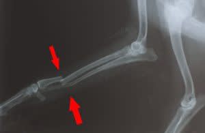 Broken bones in dogs