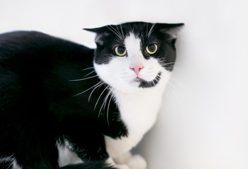 Flattened ears and a crouched posture indicate stress