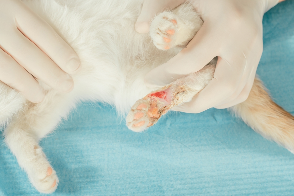 Cats can often have paw injuries or scuffed nails following a road traffic accident.