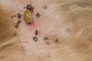 Ticks on the skin of a dog