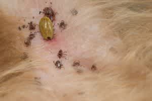 Ticks on the skin of a dog