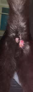 Anal gland abscesses appear below the tail
