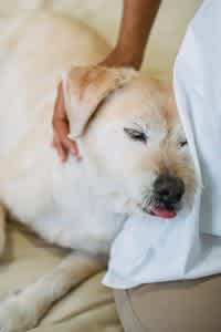 Dog being cuddled