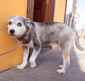 stress body language dog