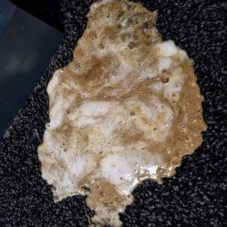 Dog-sick-undigested-food