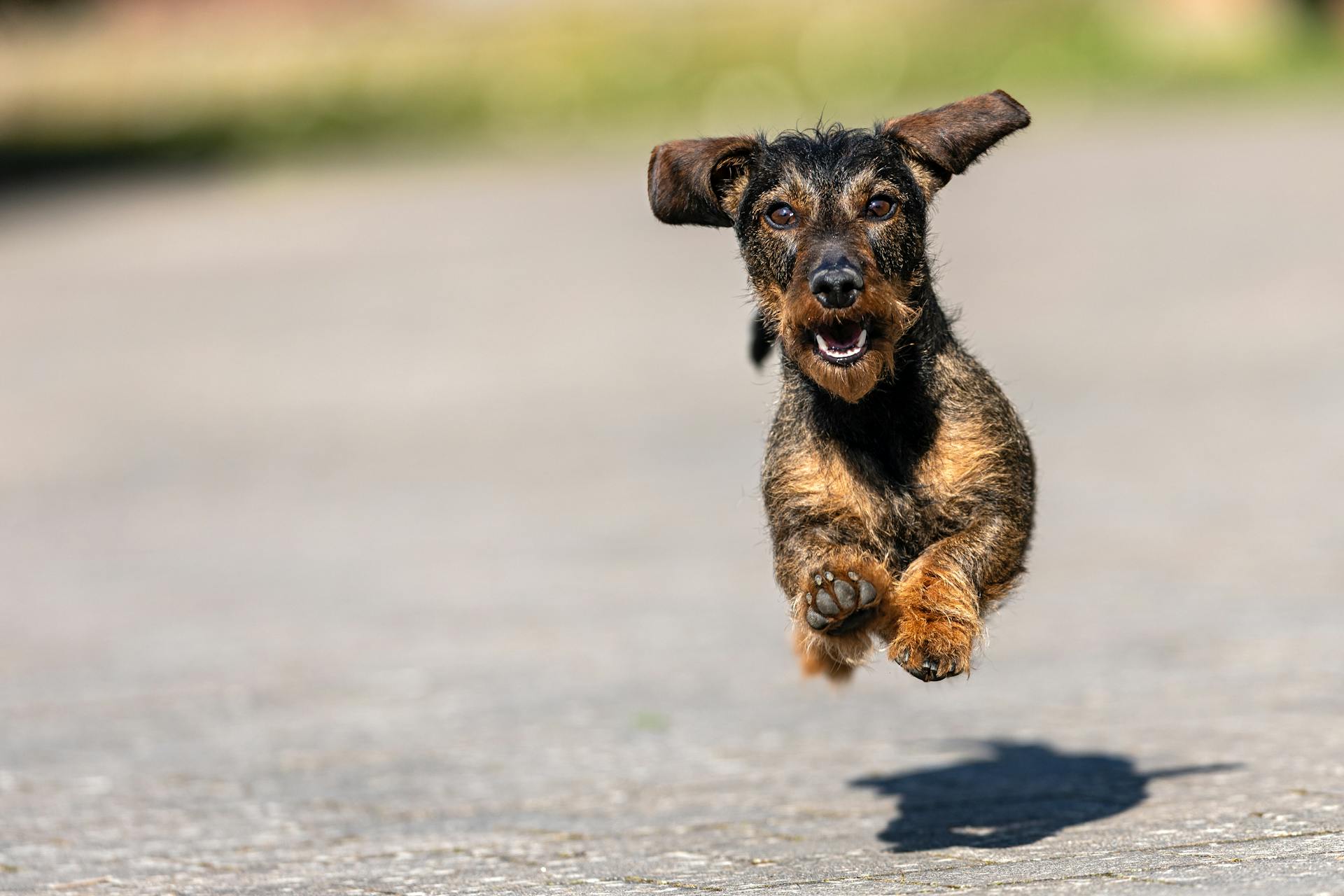 Paws-itively thrilled with life!