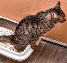Urinary issues are often related to stress