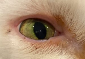 Conjunctivitis cat