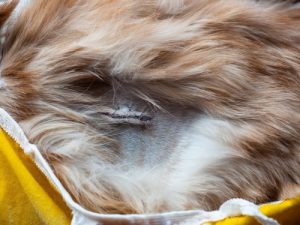 Healing wound with stitches