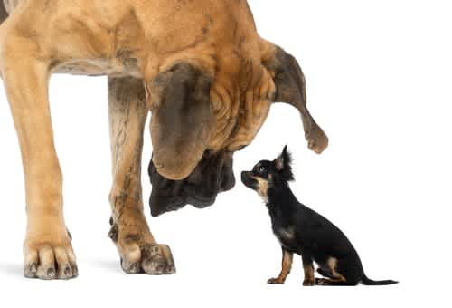 International Dog Day