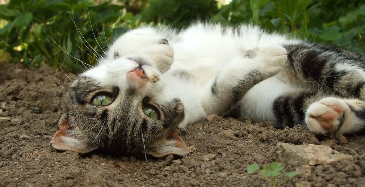 Prevention, care, and love keep them thriving every day