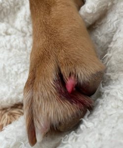 Torn nail in a dog