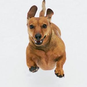 Age is no barrier to Zoomies