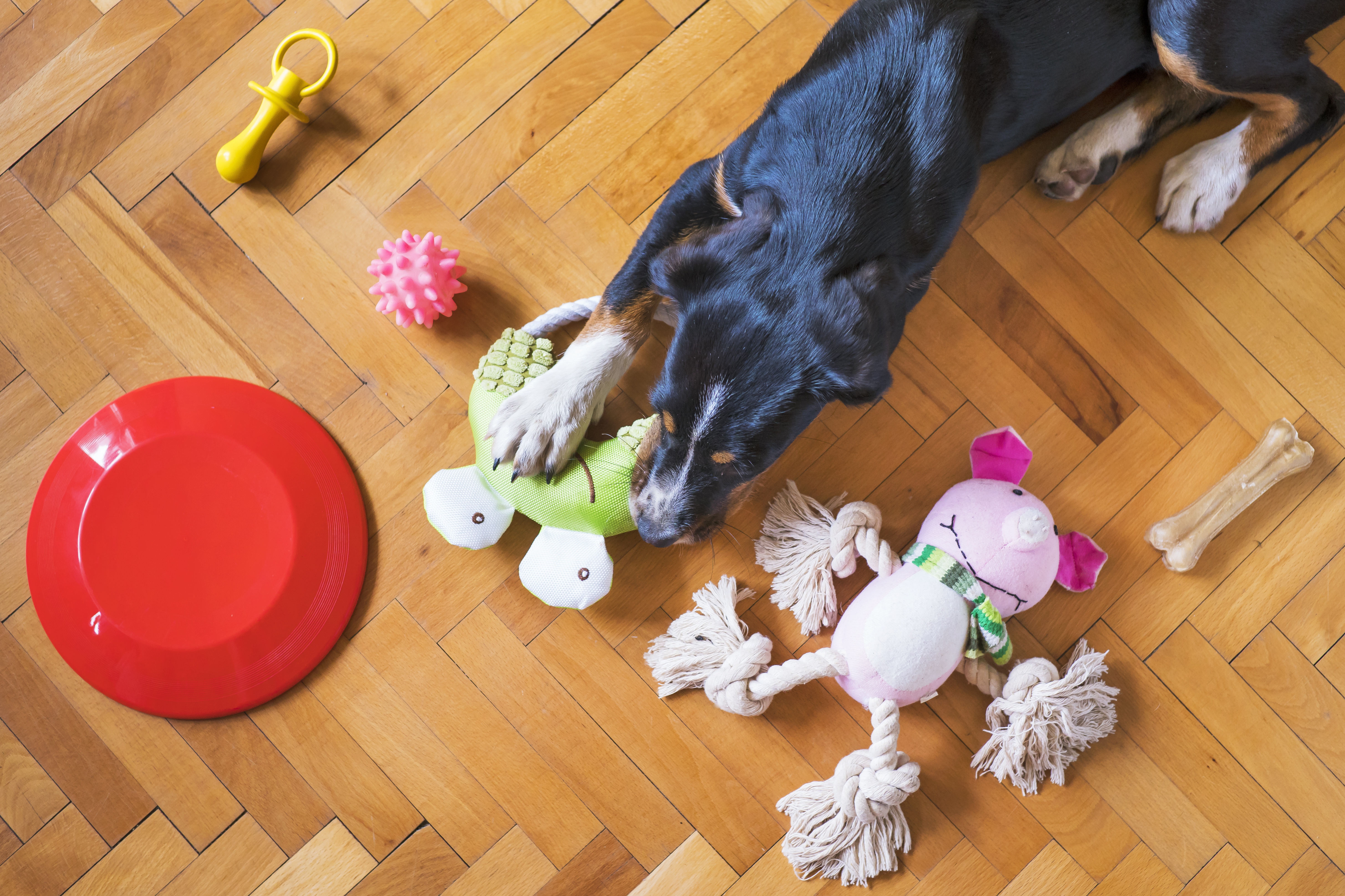 6 Vet-Approved Wellness Do’s and Don’ts for Your Pet