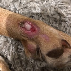 Infected wounds and abscesses are common causes of fever in dogs