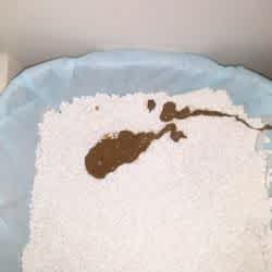 Cat Diarrhoea