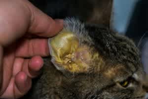 Jaundice can appear as yellow gums, eyes and ears