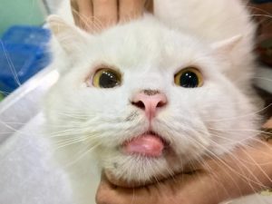 Swollen lip due to indolent ulcer