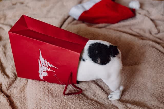 dog hiding in bag