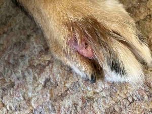 Interdigital cysts usually appear between the toes and are linked to underlying allergies.