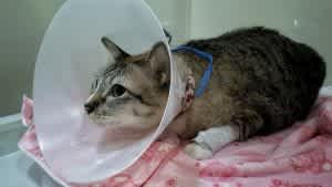Cat in hospital kennel