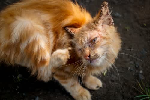 Cat with mange scratching