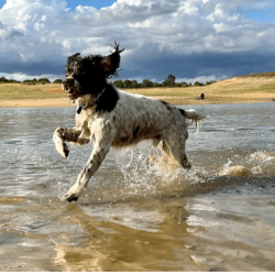 Spaniel running on beach