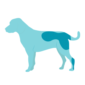 Areas of the body typically affected by fleas