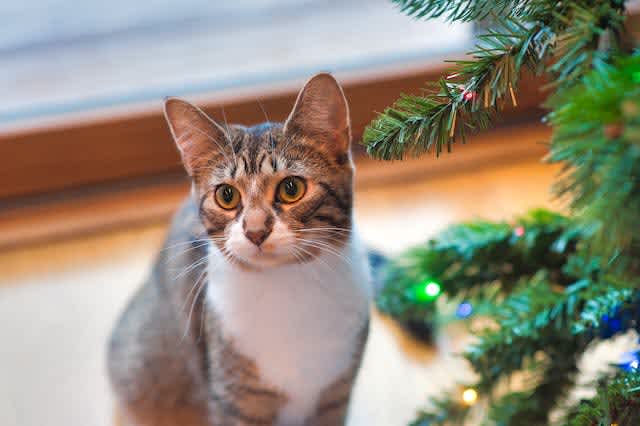 On the fifth day of Christmas