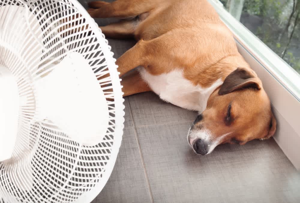 dog lying inside with fan