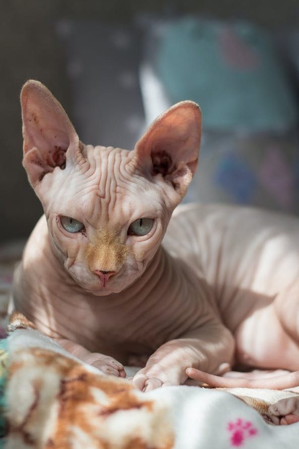 The nine lives of a cat