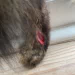 Laceration wound