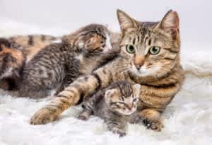 Cat with kittens