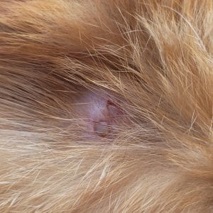 Cat bite abscesses can appear anywhere on the body