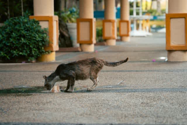 Over 300 million cats are homeless