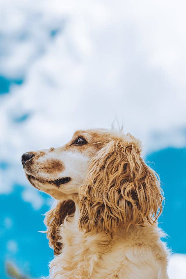 Spaniel and blue sky