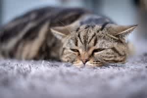 facial expression of a cat in pain
