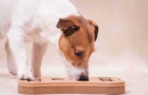 Caring for senior dogs: What to look out for